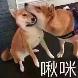 啾咪吃瓜事件,网络舆论的狂欢与反思
