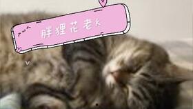 happy猫吃瓜,一场欢乐的美食之旅