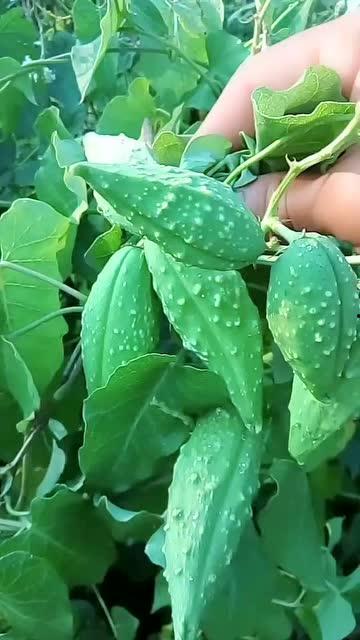 产妇可以吃瓢瓜,瓢瓜的营养与食用指南