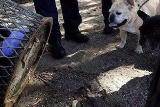 吃瓜的法牛,揭秘吃瓜法牛的独特魅力