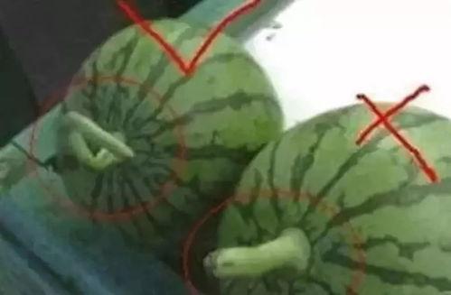 吃瓜的情侣名字,甜蜜瓜语传情意