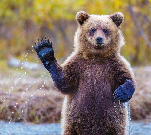 吃瓜小熊蓝多多,吃瓜小熊蓝多多的趣味生活记
