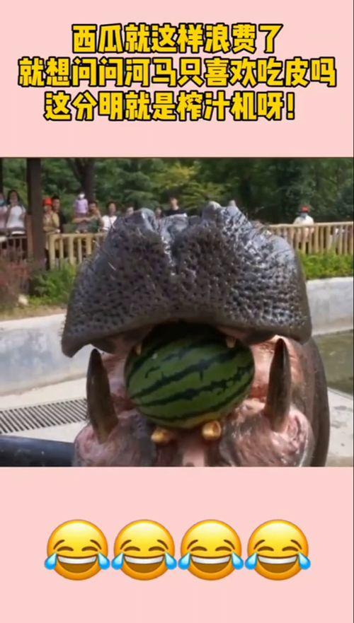 果汁机瓜吃皮,果汁机巧制天然果皮饮品