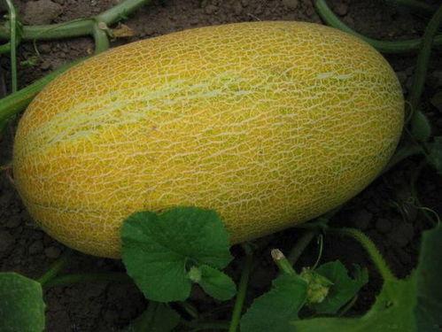 吃鸡蛋又吃哈密瓜好吗,营养双享的饮食新主张