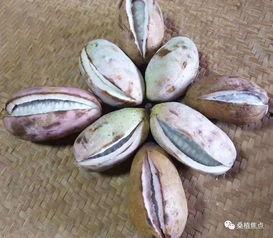 桑植县吃瓜,瓜果飘香，品味田园生活