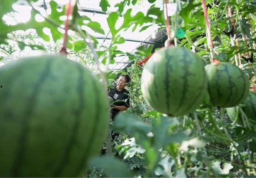 瓜吃太多的危害,过量食用瓜果的潜在危害解析
