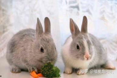 兔子吃蒲瓜吗,探究兔子是否食用蒲瓜的奥秘