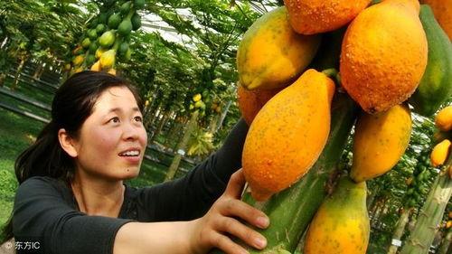 吃瓜最佳模式,轻松解锁快乐观战新姿势