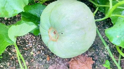 让生活好看吃瓜,尽享瓜果飘香