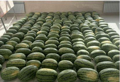 日照吃瓜新闻,一场吃瓜引发的全民热议