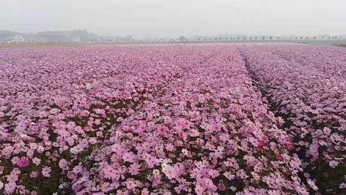 有花在洲,探寻有花在洲的美丽画卷